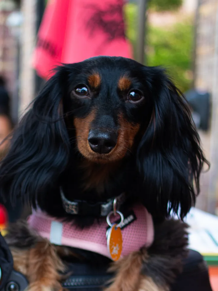 A long-haired dachshund on the patio, red umbrella and string lights behind.