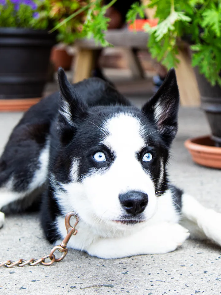 A blue-eyed husky lying on the sidewalk beside the patio planters.
