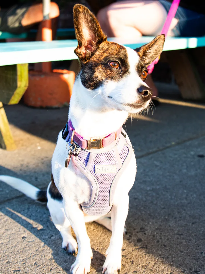A small terrier sitting beside a turquoise picnic table on the patio in evening light.
